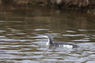 Kara gerdanlı dalgıç veya Japonya Arctic Loon (Gavia arctica)