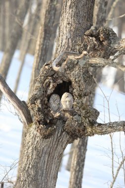 Ural baykuşu (Strix uralensis japonica) büyük bir gece baykuşudur. Gerçek baykuş ailesinin bir üyesidir. Bu fotoğraf Japonya, Hokkaido 'da çekildi.