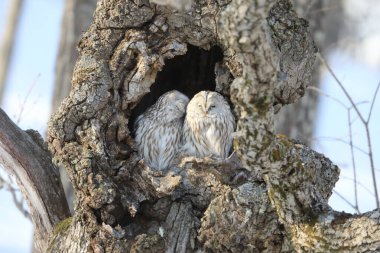 Ural baykuşu (Strix uralensis japonica) büyük bir gece baykuşudur. Gerçek baykuş ailesinin bir üyesidir. Bu fotoğraf Japonya, Hokkaido 'da çekildi.