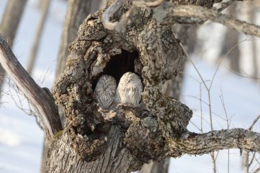 Ural baykuşu (Strix uralensis japonica) büyük bir gece baykuşudur. Gerçek baykuş ailesinin bir üyesidir. Bu fotoğraf Japonya, Hokkaido 'da çekildi.