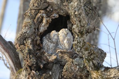 Ural baykuşu (Strix uralensis japonica) büyük bir gece baykuşudur. Gerçek baykuş ailesinin bir üyesidir. Bu fotoğraf Japonya, Hokkaido 'da çekildi.