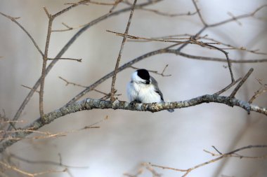 Willow tit (Poecile montanus restrictus) is a passerine bird in the tit family, Paridae. This photo was taken in Japan.