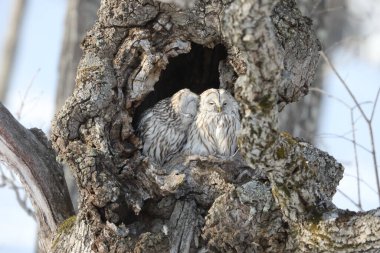 Ural baykuşu (Strix uralensis japonica) büyük bir gece baykuşudur. Gerçek baykuş ailesinin bir üyesidir. Bu fotoğraf Japonya, Hokkaido 'da çekildi.