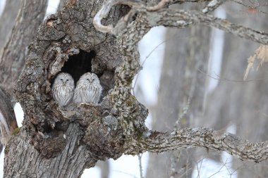 Ural baykuşu (Strix uralensis japonica) büyük bir gece baykuşudur. Gerçek baykuş ailesinin bir üyesidir. Bu fotoğraf Japonya, Hokkaido 'da çekildi.