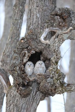 Ural baykuşu (Strix uralensis japonica) büyük bir gece baykuşudur. Gerçek baykuş ailesinin bir üyesidir. Bu fotoğraf Japonya, Hokkaido 'da çekildi.