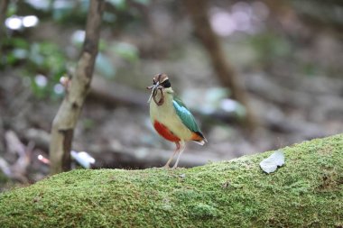 Japonya'da peri pidesi (Pitta nympha)