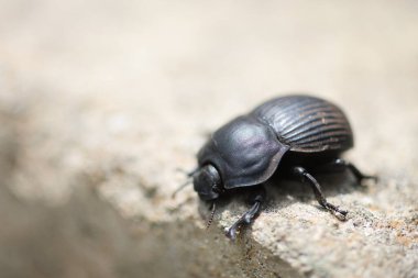 Scarabaeus cinsi, bir dizi Afro-Avrasya bok böceği türünden oluşur. Bu fotoğraf Güney Afrika 'daki Kruger Ulusal Parkı' nda çekildi..
