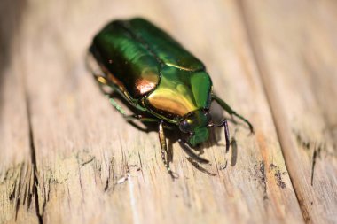 Filipinler, Luzon adasında Agestrata semperi drone beetle