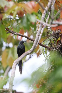 Uzun kuyruklu sığırcık (