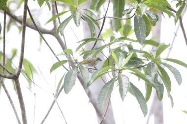 Biak white-eye (Zosterops mysorensis), Zosteropidae familyasından bir kuş türü. Biak adalarına özgüdür.