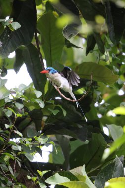 Biak Cennet Kral Balıkçısı (Tanysiptera riedelii), Endonezya 'nın Biak adasına özgü bir ağaç kralı ve Papua' nın kuzey kıyısı yakınlarındaki Cenderawasih Körfezi 'nde bulunan küçük bir grup adadan biridir.. 