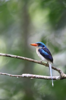 Biak Cennet Kral Balıkçısı (Tanysiptera riedelii), Endonezya 'nın Biak adasına özgü bir ağaç kralı ve Papua' nın kuzey kıyısı yakınlarındaki Cenderawasih Körfezi 'nde bulunan küçük bir grup adadan biridir.. 