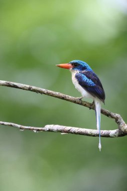 Biak Cennet Kral Balıkçısı (Tanysiptera riedelii), Endonezya 'nın Biak adasına özgü bir ağaç kralı ve Papua' nın kuzey kıyısı yakınlarındaki Cenderawasih Körfezi 'nde bulunan küçük bir grup adadan biridir.. 
