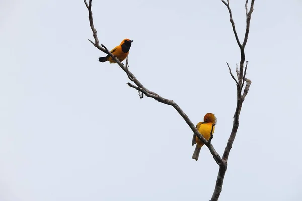 stock image The golden monarch (Carterornis chrysomela kordensis) is a species of passerine bird in the family Monarchidae found in New Guinea. This photo was taken in Biak island.