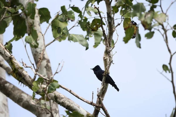 Biak Black Flycatcher Biak Flycatcher Myiagra Atra Вид Птиц Семейства — стоковое фото