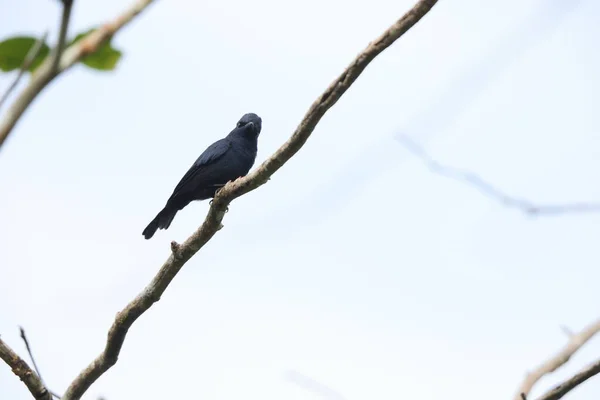 ビアック ブラック フライキャッチャーまたはビアック フライキャッチャー ミヤグラニウス モナーク科に属する鳥の種である インドネシアのバイアックに固有のものです — ストック写真