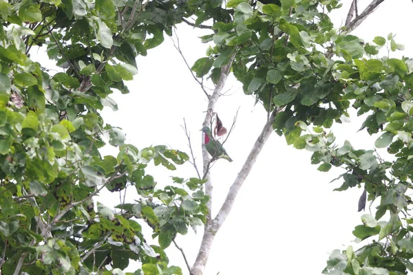 Den Rödbruna Fruktduvan Ptilinopus Viridis Geelvinkianus Fågelart Familjen Columbidae Den — Stockfoto