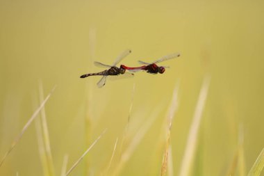 Japonya 'da Summer Darter (Sympetrum darwinianum)