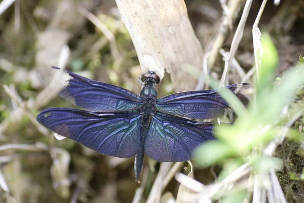 Rhyothemis Fuliginosa Také Známý Jako Motýl Vážky Nebo Motýl Flutterer — Stock fotografie