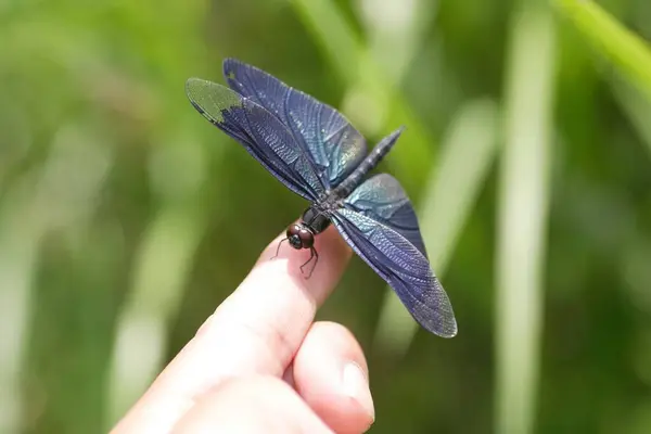 Rhyothemis Fuliginosa Znany Również Jako Motyl Ważka Lub Motyl Flutterer — Zdjęcie stockowe