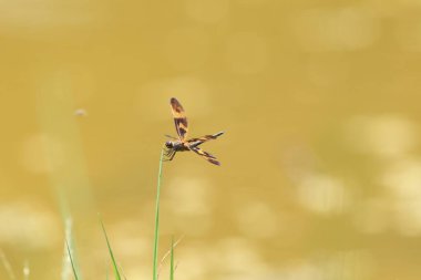 Rhyothemis variegata, kedigiller (Libellulidae) familyasından bir kuş türü. Bu fotoğraf Okinawa, Japonya 'da çekildi..