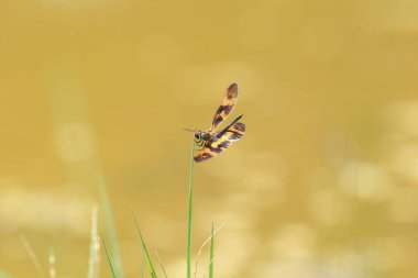 Rhyothemis variegata, kedigiller (Libellulidae) familyasından bir kuş türü. Bu fotoğraf Okinawa, Japonya 'da çekildi..