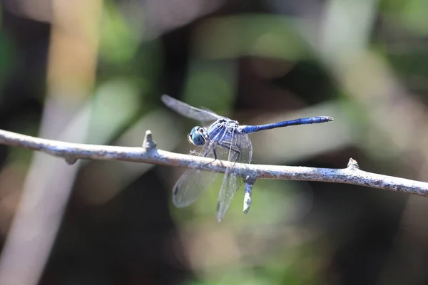 Sympetrum Gracile Znany Jako Japoński Niebieski Darter Lub Japoński Niebieski — Zdjęcie stockowe