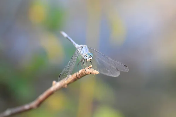 Sympetrum Gracile Known Japanese Blue Darter Japanese Blue Dragonfly Species — Stock Photo, Image