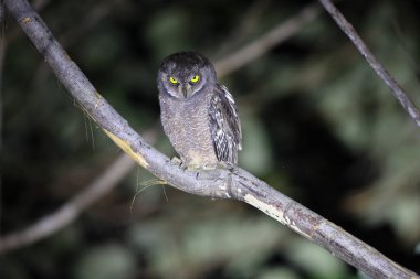 Biak scops baykuşu (Otus beccarii), Endonezya 'nın Cenderawasih Körfezi' ndeki Biak-Supiori ikiz adalarına özgü baykuş türü..