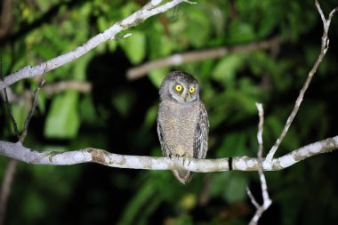 Biak scops baykuşu (Otus beccarii), Endonezya 'nın Cenderawasih Körfezi' ndeki Biak-Supiori ikiz adalarına özgü baykuş türü..