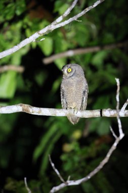 Biak scops baykuşu (Otus beccarii), Endonezya 'nın Cenderawasih Körfezi' ndeki Biak-Supiori ikiz adalarına özgü baykuş türü..