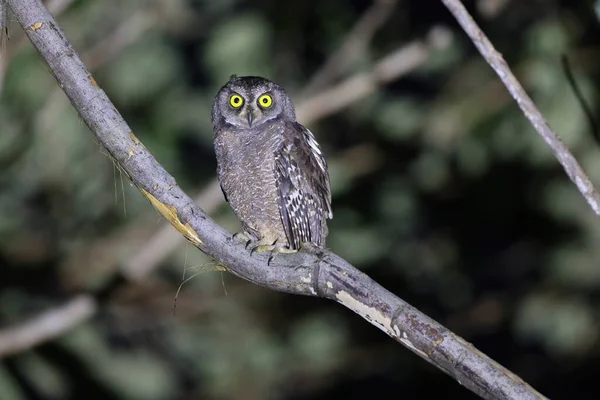 stock image The Biak scops owl (Otus beccarii) is a species of owl endemic to the twin islands of Biak-Supiori in Cenderawasih Bay, Papua, Indonesia.