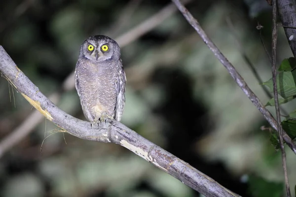 Biak Scops Owl Otus Beccarii Druh Sovy Endemický Pro Dva — Stock fotografie