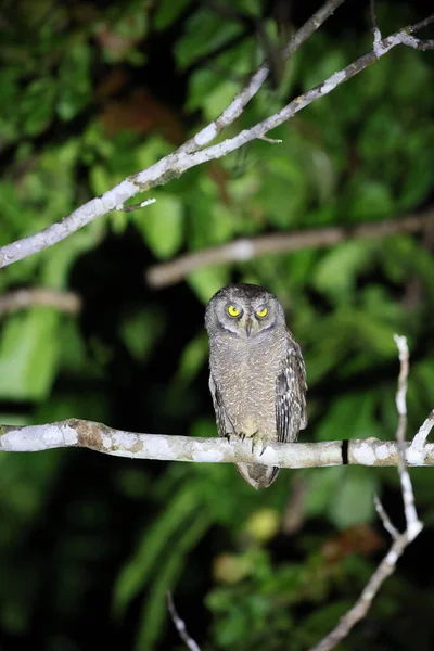 Biak Scops Owl Otus Beccarii Species Owl Endemic Twin Islands — Stock Photo, Image