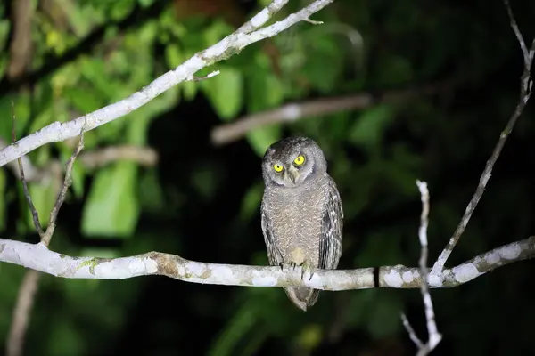 Biak scops baykuşu (Otus beccarii), Endonezya 'nın Cenderawasih Körfezi' ndeki Biak-Supiori ikiz adalarına özgü baykuş türü..