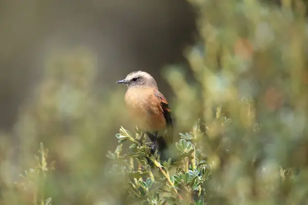The brown-backed chat-tyrant (Ochthoeca fumicolor) is a species of bird in the family Tyrannidae.