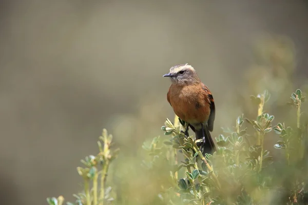 The brown-backed chat-tyrant (Ochthoeca fumicolor) is a species of bird in the family Tyrannidae.
