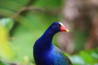 Mor gallinule (Porphyrio martinicus), Porphyrio cinsinde bir bataklık türüdür. Bu fotoğraf Ekvador 'da çekildi..