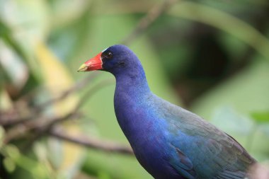 Mor gallinule (Porphyrio martinicus), Porphyrio cinsinde bir bataklık türüdür. Bu fotoğraf Ekvador 'da çekildi..