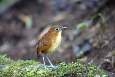 Sarı memeli antpitta (Grallaria flavotincta), Grallaridae familyasından bir kuş türü. Bu fotoğraf Ekvador 'da çekildi..