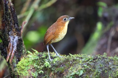 Sarı memeli antpitta (Grallaria flavotincta), Grallaridae familyasından bir kuş türü. Bu fotoğraf Ekvador 'da çekildi..