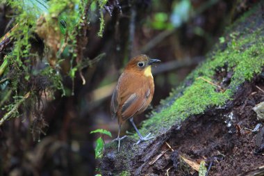 Sarı memeli antpitta (Grallaria flavotincta), Grallaridae familyasından bir kuş türü. Bu fotoğraf Ekvador 'da çekildi..
