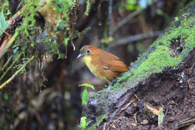 Sarı memeli antpitta (Grallaria flavotincta), Grallaridae familyasından bir kuş türü. Bu fotoğraf Ekvador 'da çekildi..