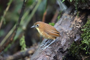 Sarı memeli antpitta (Grallaria flavotincta), Grallaridae familyasından bir kuş türü. Bu fotoğraf Ekvador 'da çekildi..