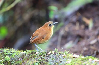 Sarı memeli antpitta (Grallaria flavotincta), Grallaridae familyasından bir kuş türü. Bu fotoğraf Ekvador 'da çekildi..