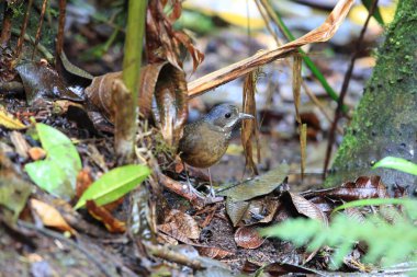 Bıyıklı antpitta (Grallaria alleni), Grallaridae familyasından bir kuş türü..