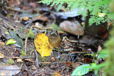 Bıyıklı antpitta (Grallaria alleni), Grallaridae familyasından bir kuş türü..