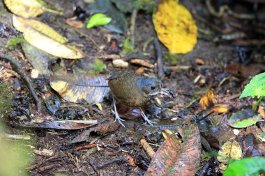 Bıyıklı antpitta (Grallaria alleni), Grallaridae familyasından bir kuş türü..