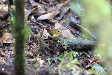 Koyu göğüslü antpitta (Grallaricula flavirostris), Grallariiidae familyasından bir kuş türü..