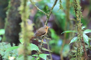 Koyu göğüslü antpitta (Grallaricula flavirostris), Grallariiidae familyasından bir kuş türü..